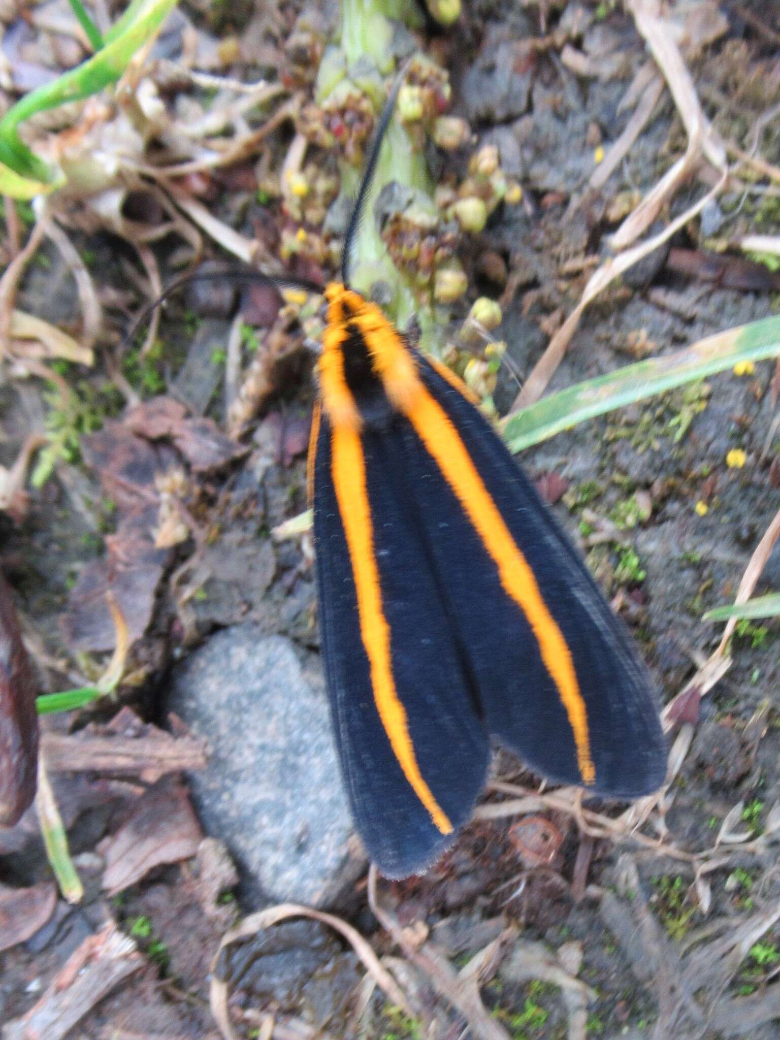 Image of Josiomorphoides Hering 1925