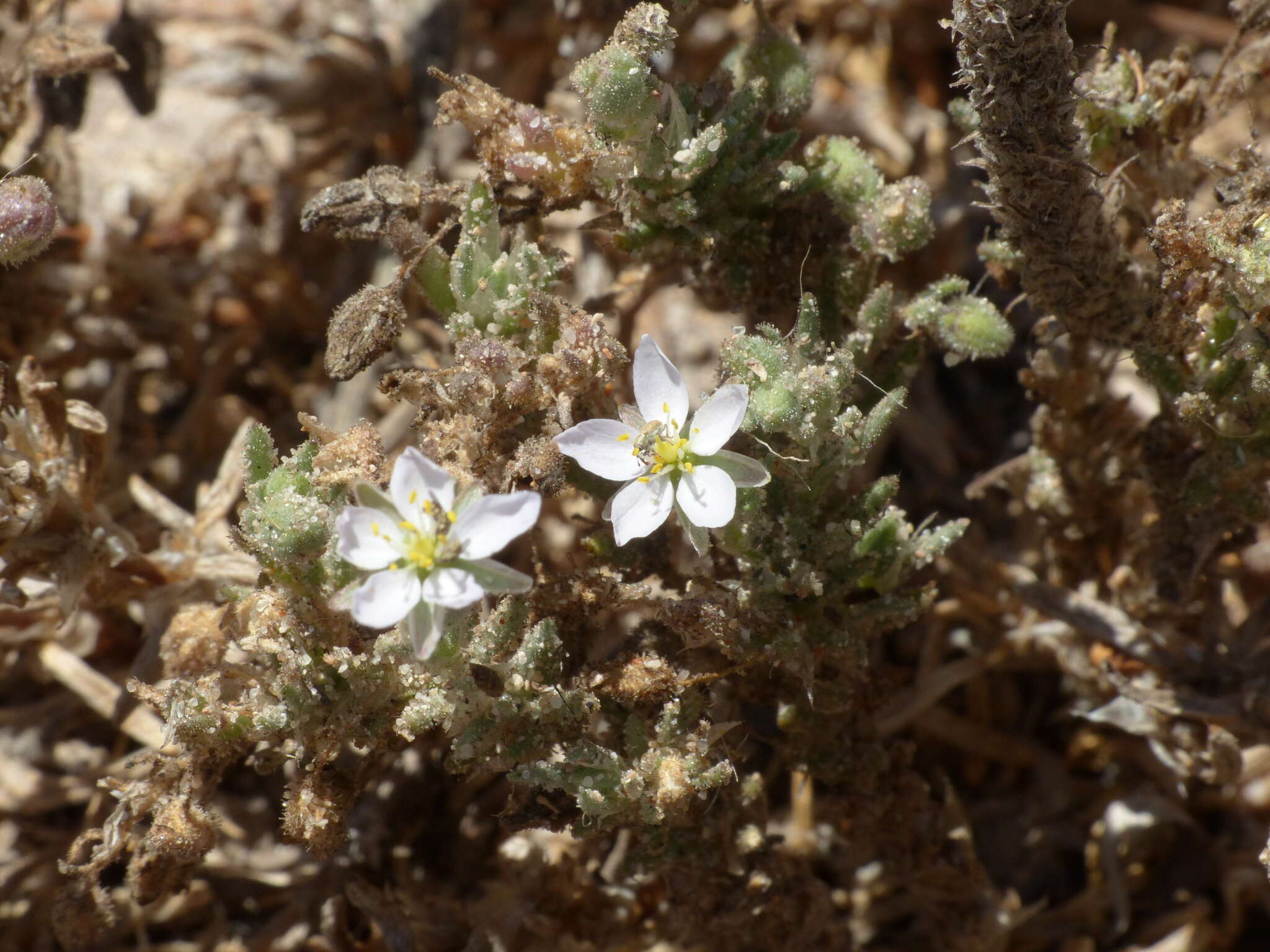 Image of Spergularia macrorrhiza (Req. ex Loisel.) Heynh.