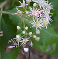 Image of Lowveld veronia