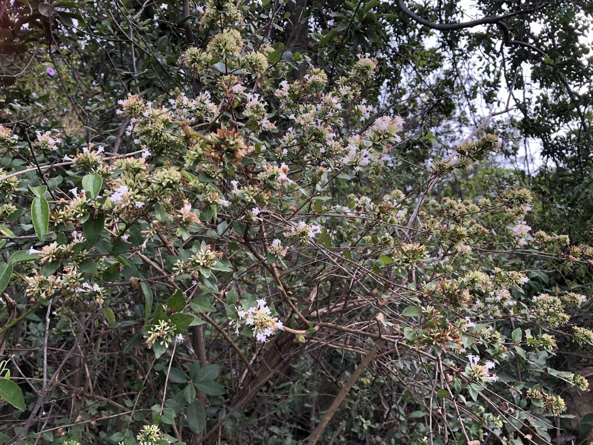 Imagem de Abelia chinensis R. Br.