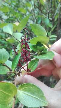 Image of Griselinia racemosa (Phil.) Taub.