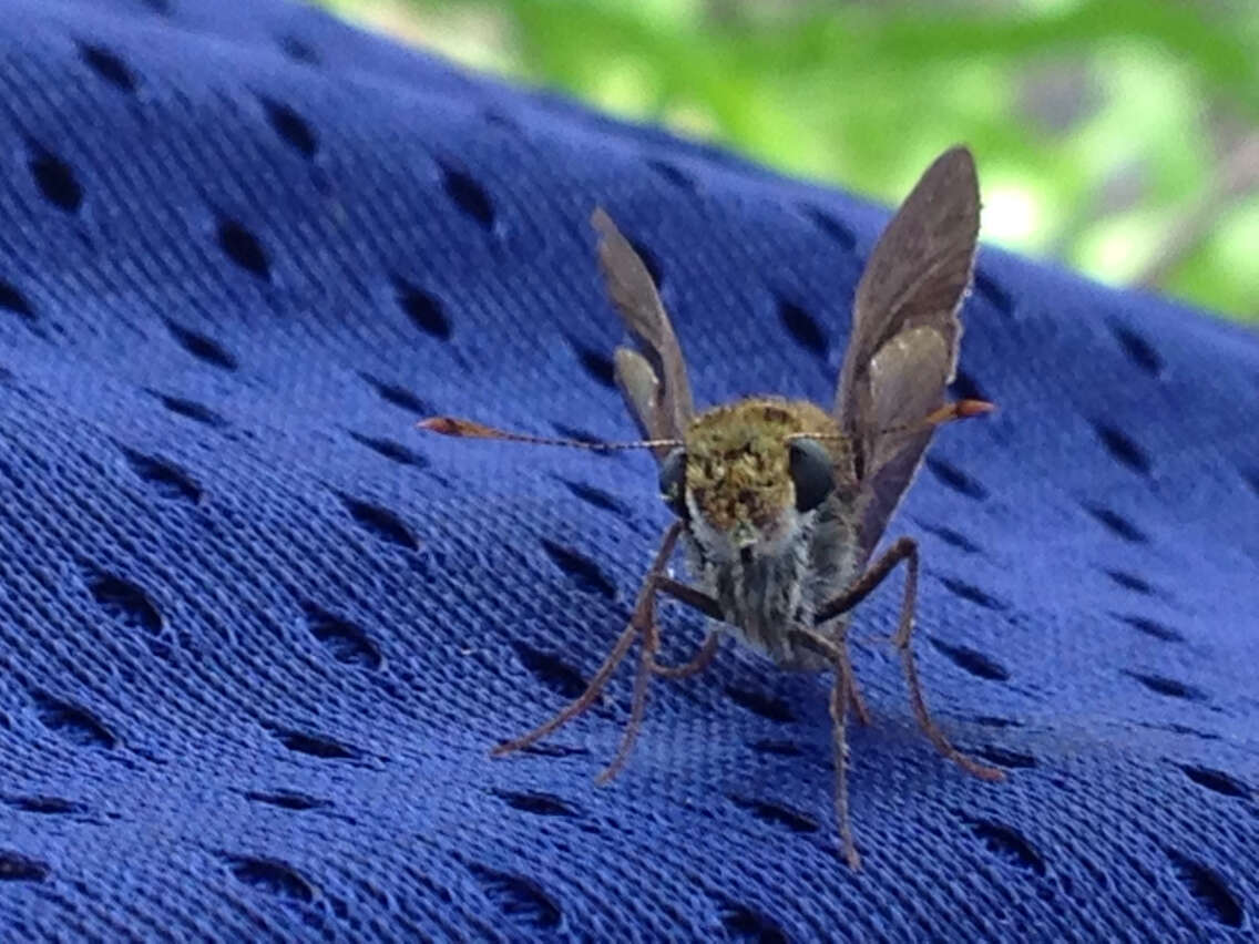 Image of Dun Sedge Skipper