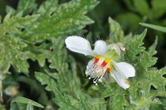 Imagem de Blumenbachia hieronymi Urb.