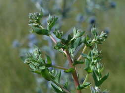 Hylotelephium telephium (L.) H. Ohba resmi