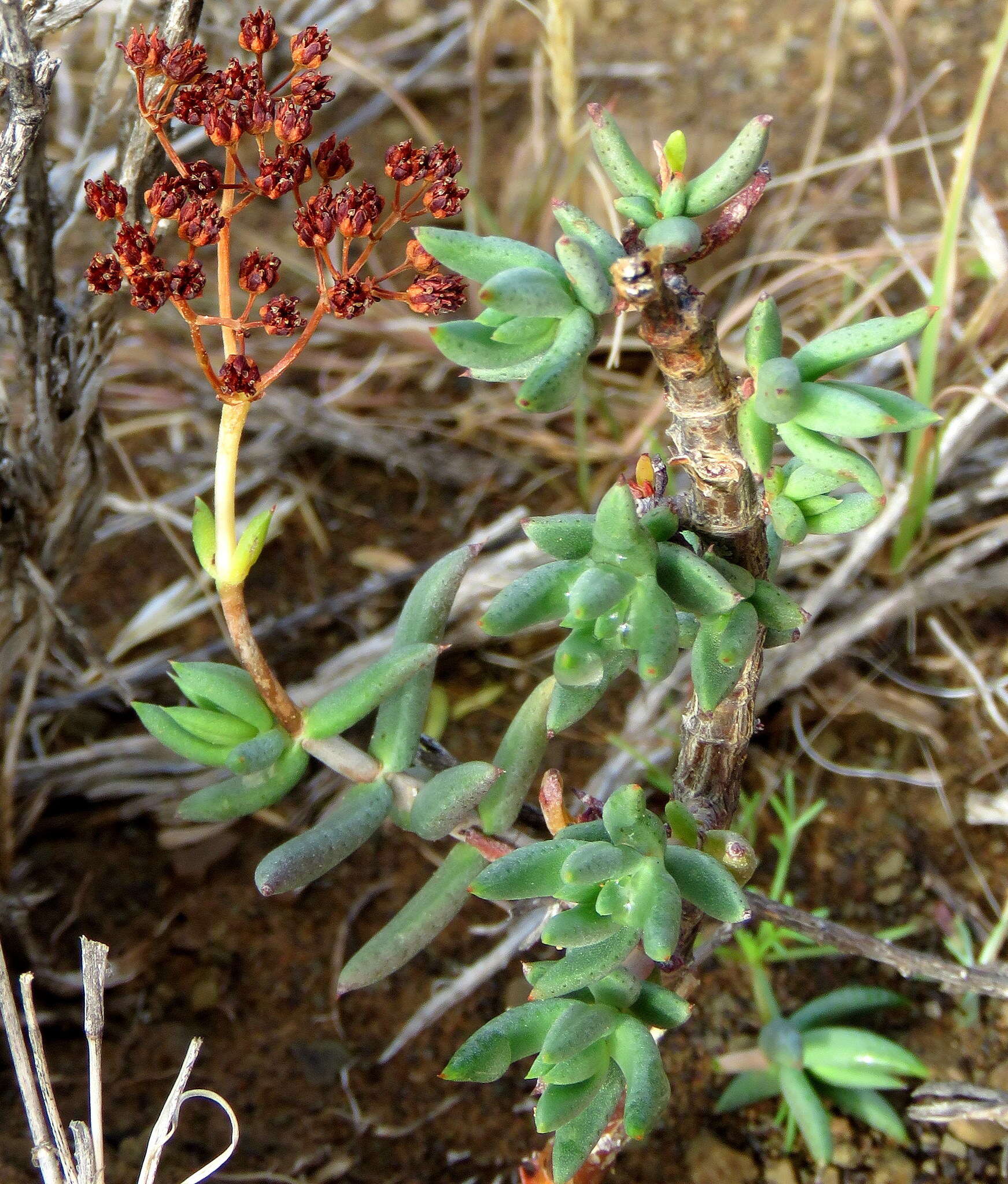 Crassula tetragona subsp. rudis (Schönl. & Bak. fil.) Tölken resmi