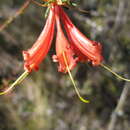 صورة Lambertia ericifolia R. Br.