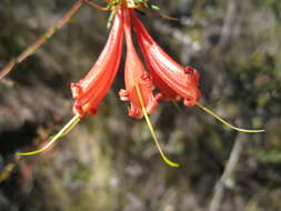 Image of Lambertia ericifolia R. Br.