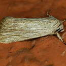 Image of Fine-lined Sallow