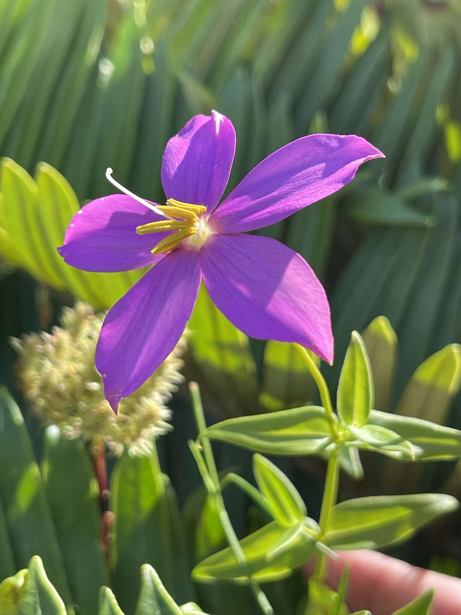 Image of Chironia melampyrifolia Lam.