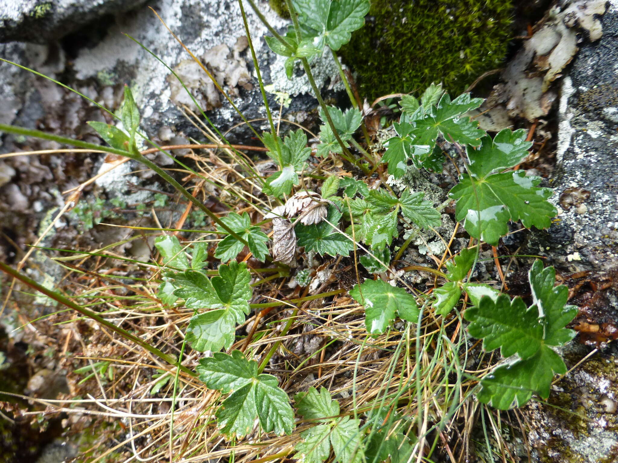 Image of snow cinquefoil