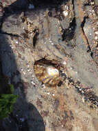 Image of volcano keyhole limpet