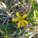 Imagem de Ranunculus amphitrichus Colenso