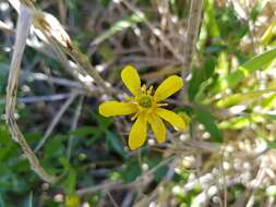 Image of Ranunculus amphitrichus Colenso