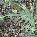 Image of Abrupt-tipped maiden fern