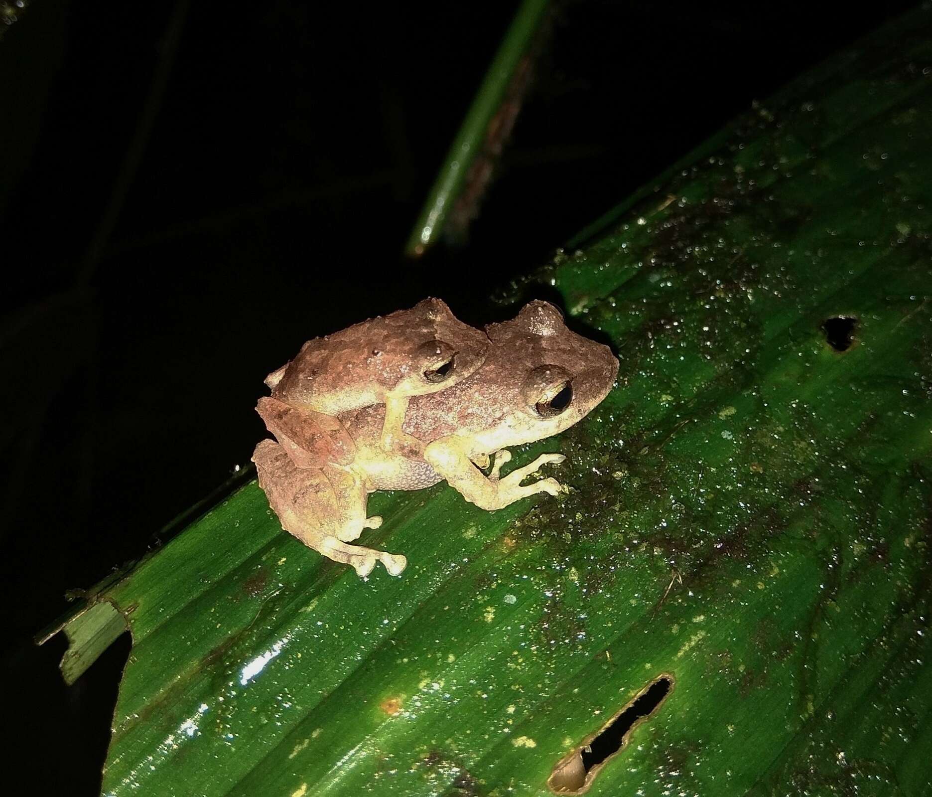 Image de Pristimantis palmeri (Boulenger 1912)