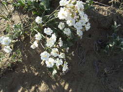 Image of Silene samojedorum (Sambuk) Oxelman