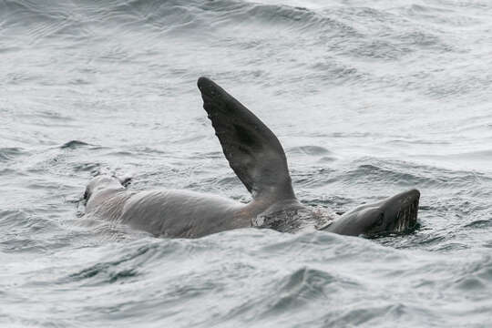 Image of Guadalupe Fur Seal