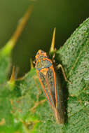 Image of Graphocephala aurolineata (Fowler 1900)