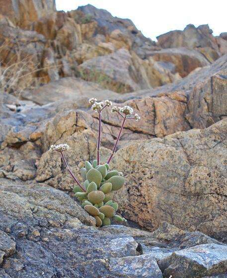 Sivun <i>Crassula <i>sericea</i></i> var. sericea kuva