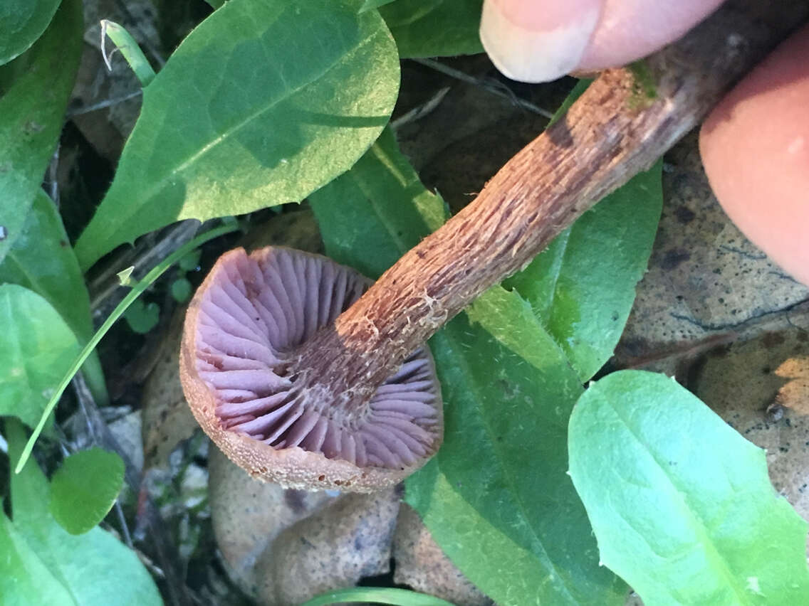 Image of Western Amethyst Deceiver