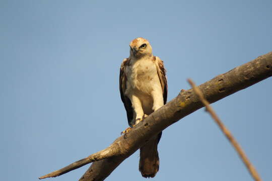 Nisaetus cirrhatus ceylanensis (Gmelin & JF 1788) resmi