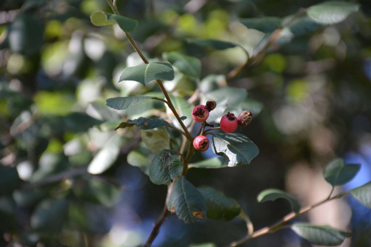 Imagem de Malacomeles nervosa (Decne.) G. N. Jones