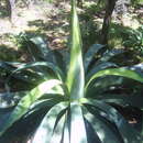 Image de Agave hookeri Jacobi