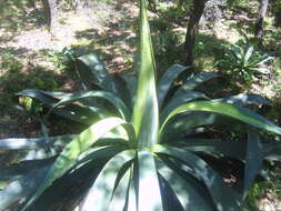 Image de Agave hookeri Jacobi