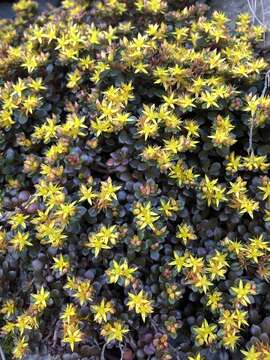 Image of Sedum nokoense Yamam.