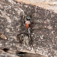 Image de Camponotus ephippium (Smith 1858)