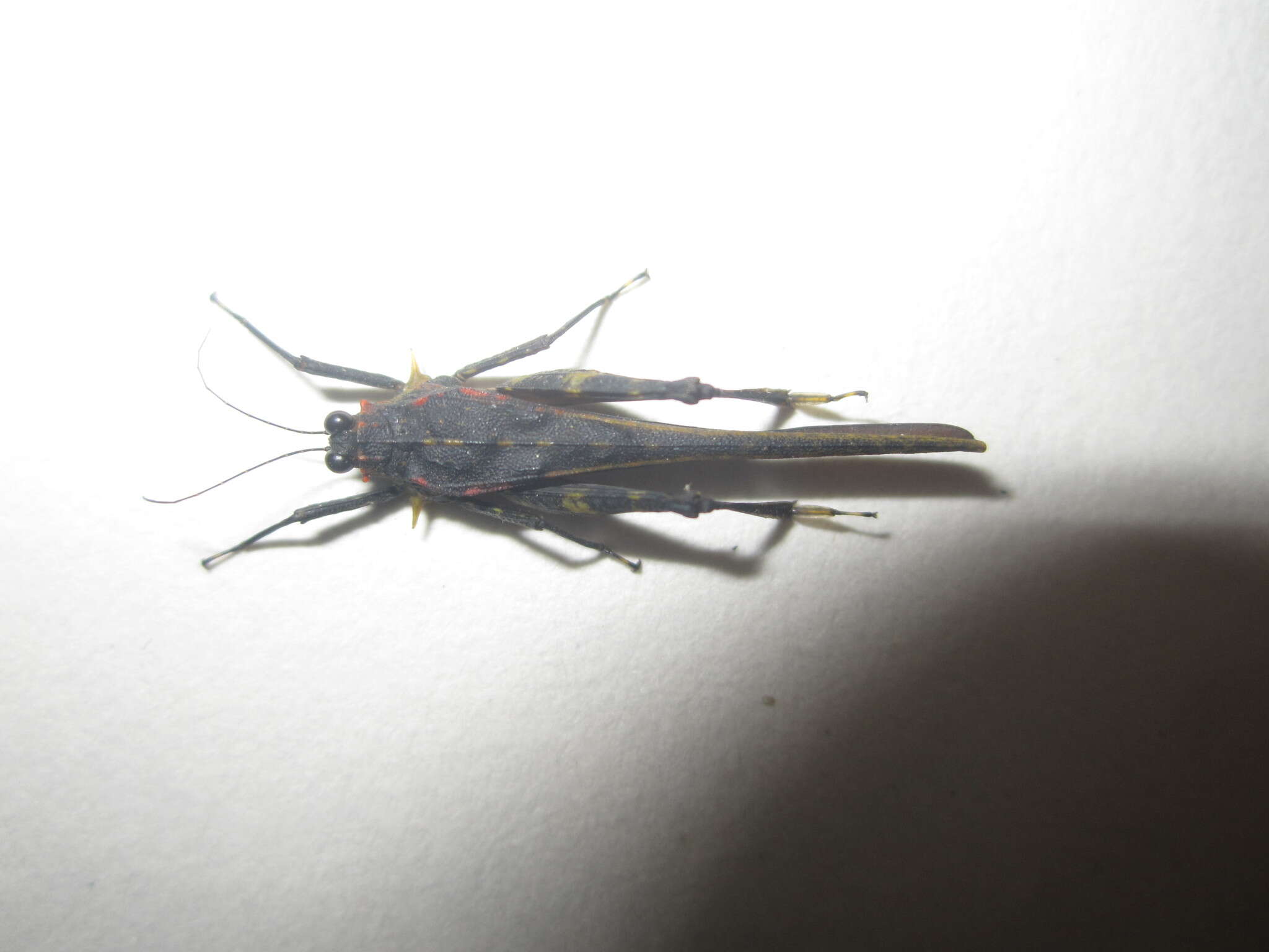 Image of Scelimena guangxiensis Zheng, Z. & G. Jiang 1994