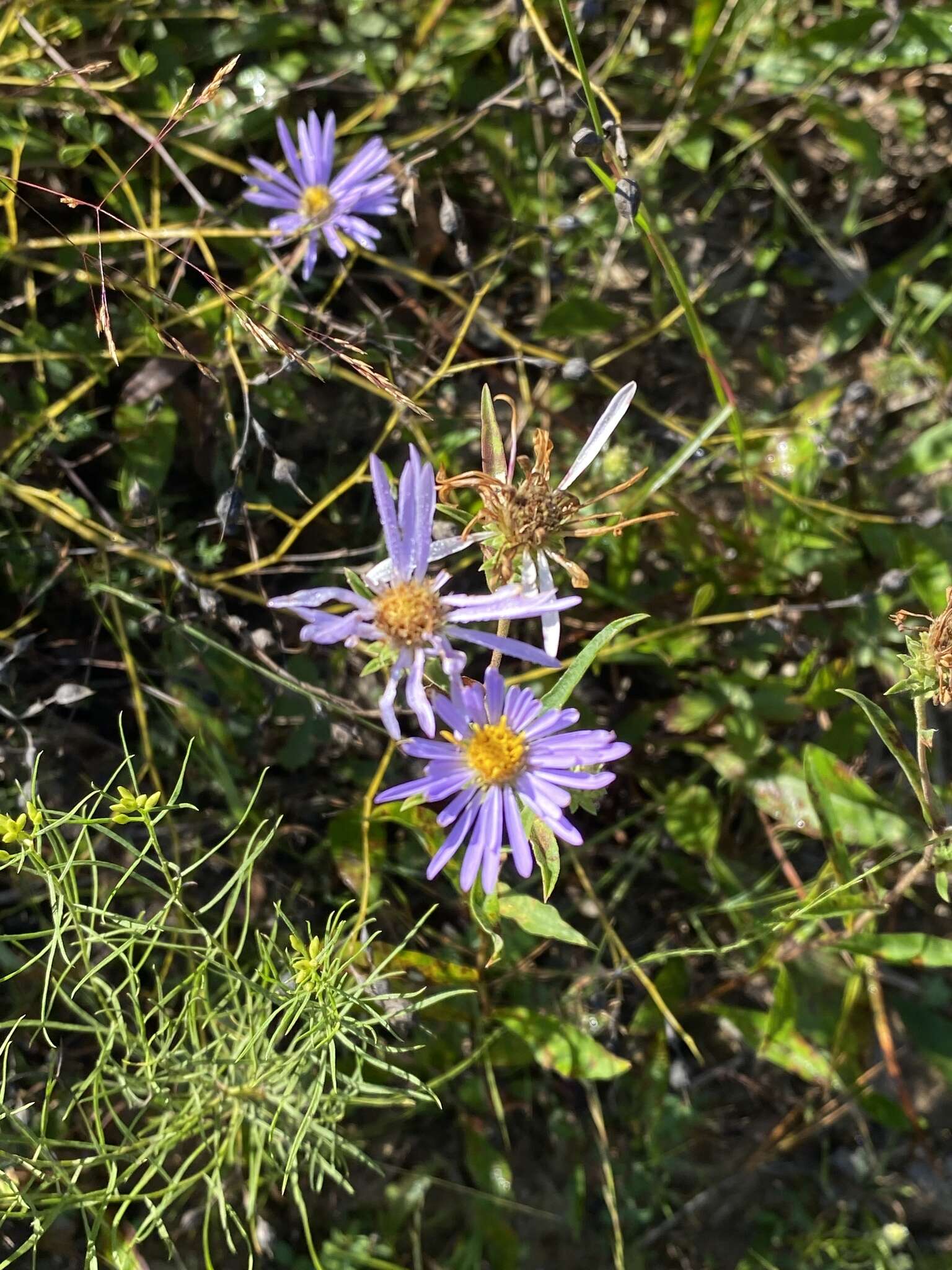 Image of eastern showy aster