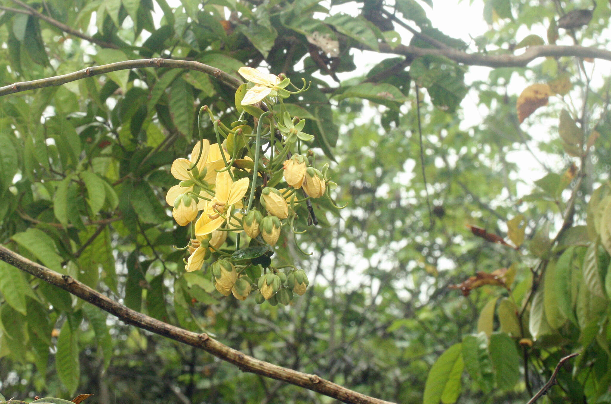 Senna bacillaris var. benthamiana (J. F. Macbr.) H. S. Irwin & Barneby resmi