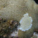 Image of Thin finger coral