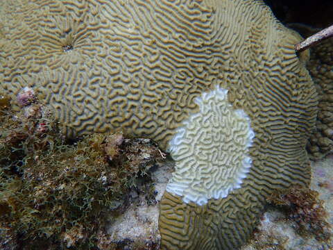 Image of Pseudodiploria Fukami, Budd & Knowlton 2012