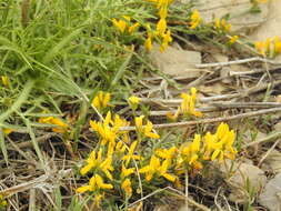 Imagem de Genista libanotica Boiss.