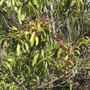 Image of Lanai Sandalwood