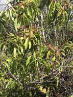 Image of Lanai Sandalwood