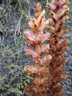 Image of Orobanche grossheimii Novopokr.