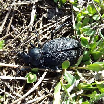 Image of Carabus (Procrustes) coriaceus rugifer (Kraatz 1877)