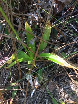 Image of yellow colicroot