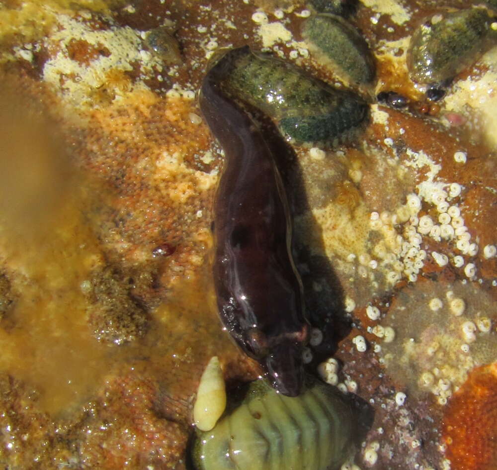 Image of New Zealand urchin clingfish