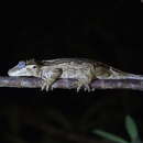 Image of Knob-headed Giant Gecko