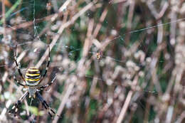 Image of Dewdrop spider