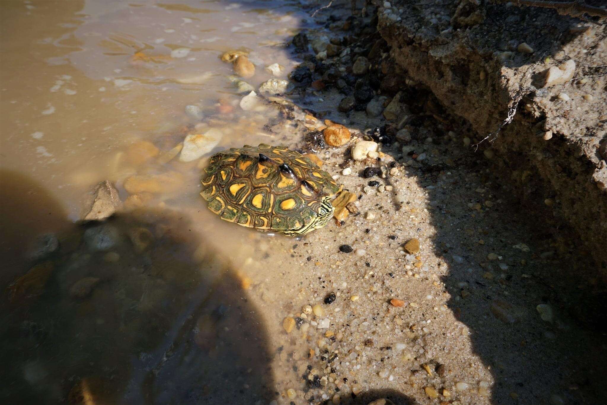 Image of Yellow Blotched Sawback