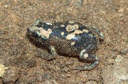 Image of marbled rubber frog