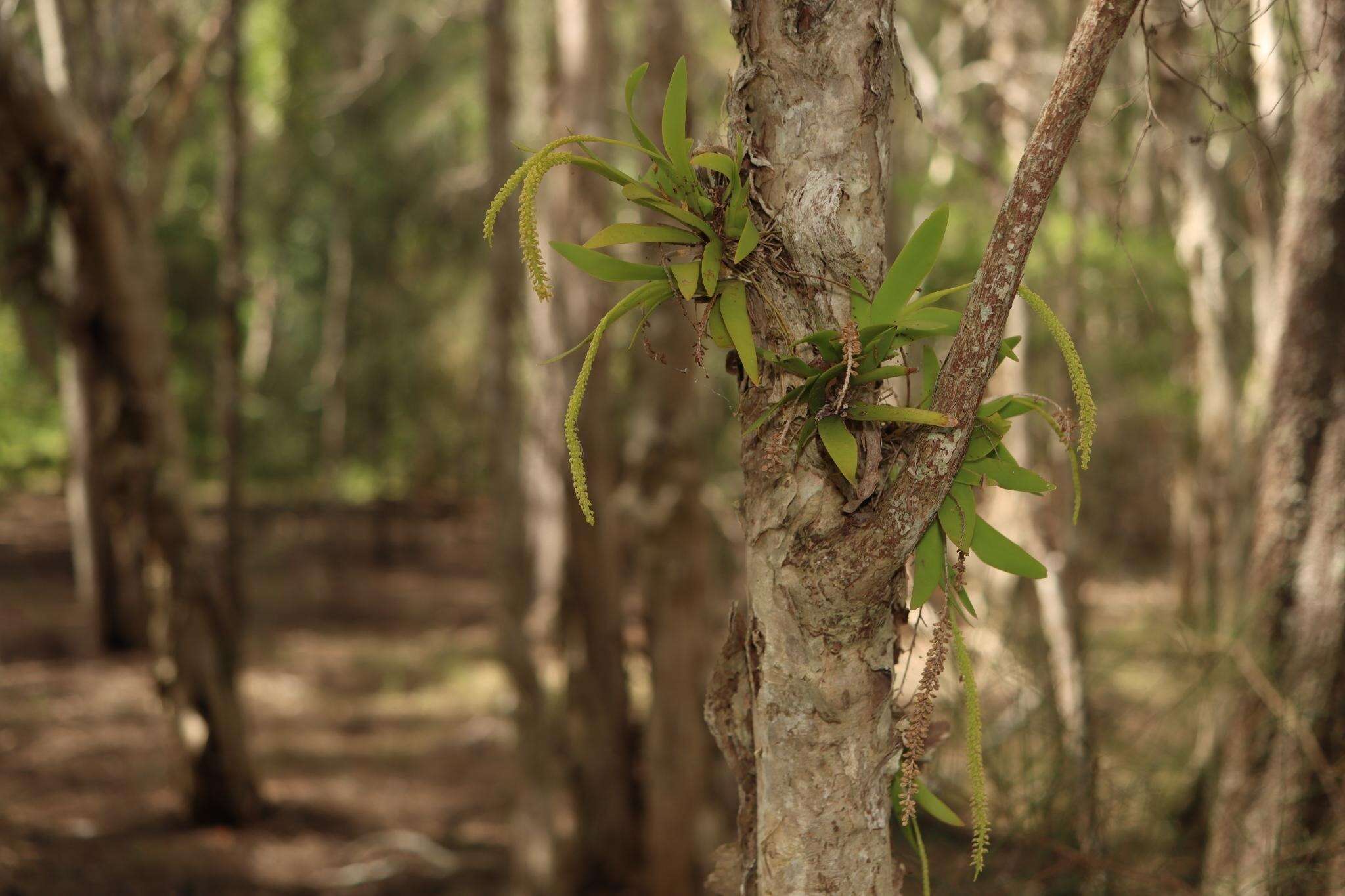 Image of Southern green fairy orchid