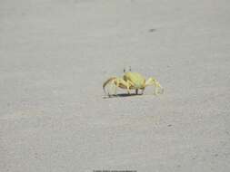 Image of Red Sea ghost crab