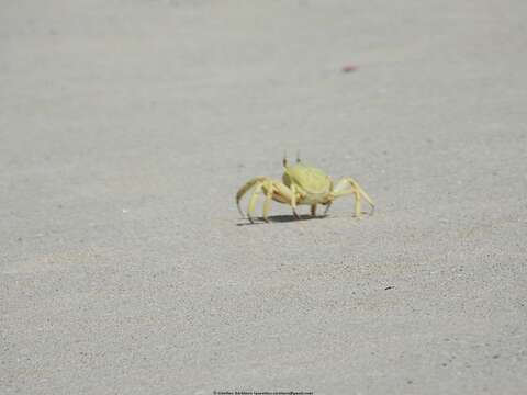 Image of Red Sea ghost crab