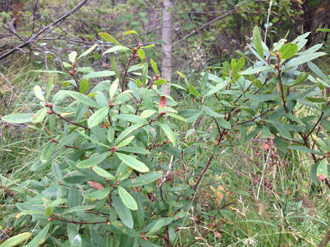 Image of Bog-myrtle